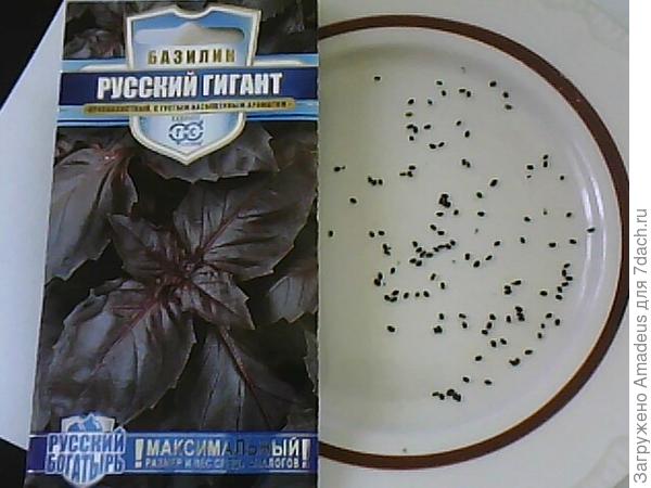 Базилик Русский гигант. Итоги