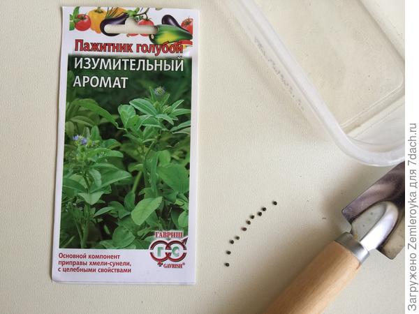 Пажитник голубой Изумительный аромат. Итоги и выводы
