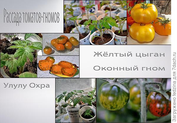 Томаты-гномы, не вытягивающиеся в рассаде