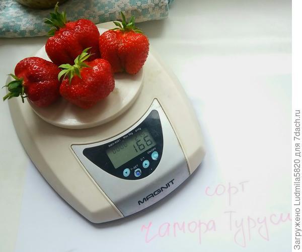 Клубника садовая