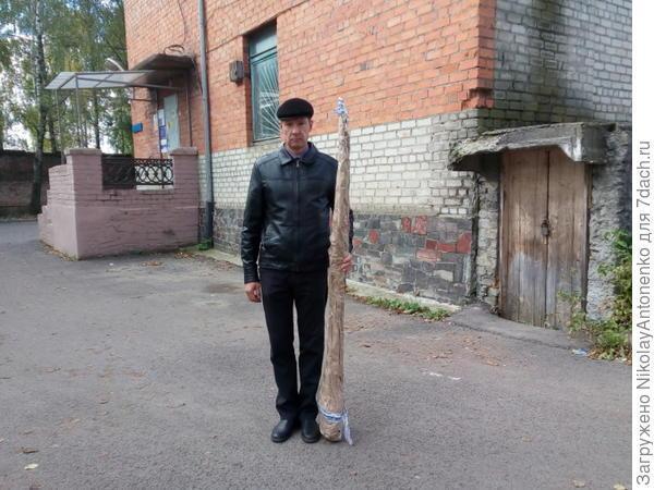 Груша Дюшес Зимний
