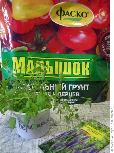 Сажаем веронику на снег с "Малышом" от Фаско и загадочная стратификация в холодильнике