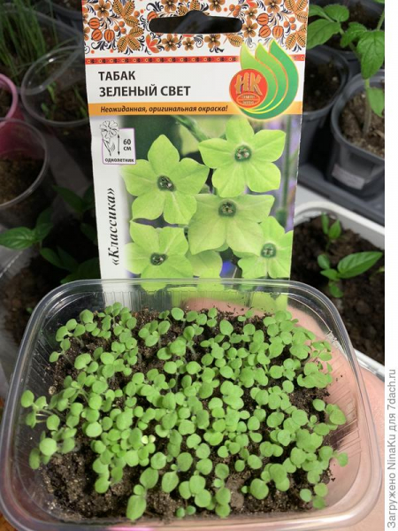 Секреты выращивания душистого табака из семян. Фото