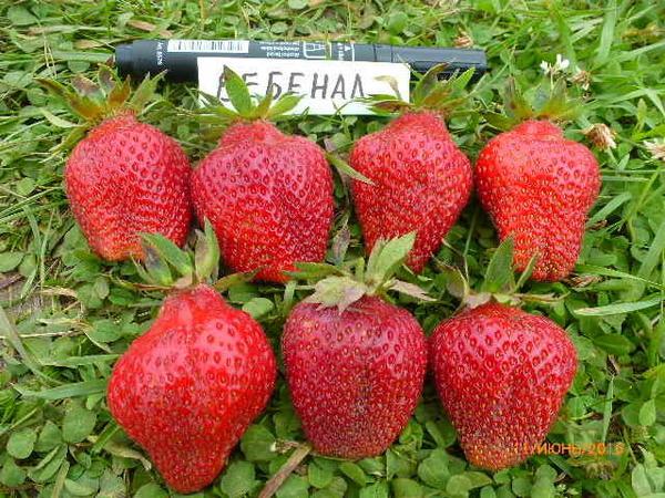 60 сортов ежевики и 100 сортов земляники, но хочется больше!