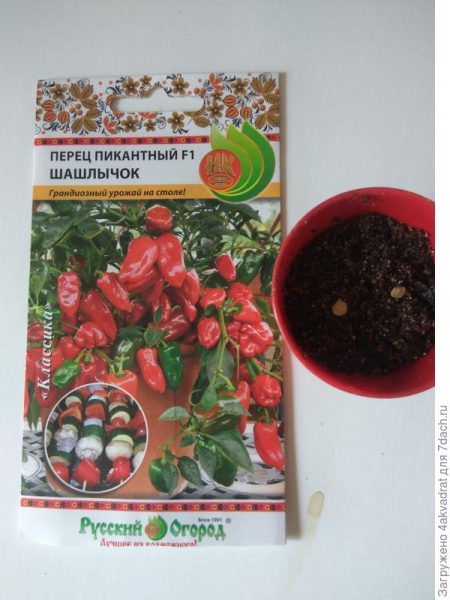 Перец 'Шашлычок' – перечный вундеркинд.  Детство