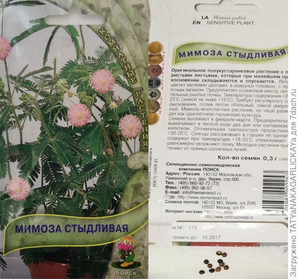 Выращиваю мимозу из просроченных семян. Барботирование. Фото