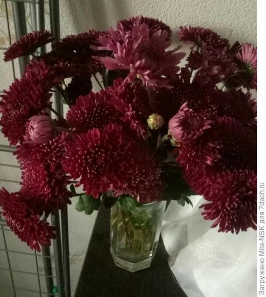Ночные страдания цветанутой дачницы