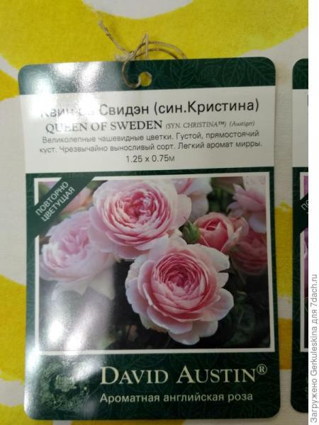 Мои первые Остинки
