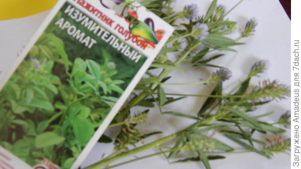 Пажитник голубой. IV этап. Массовое цветение