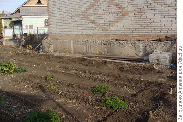 Смородина черная Жемчужина: посадка, уход, подкормки. Описание сорта. Фото