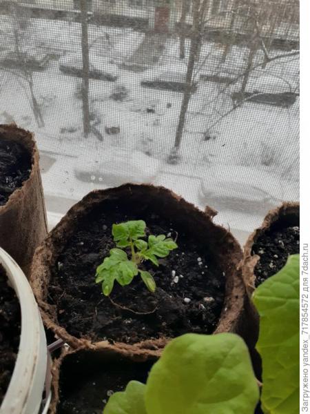 Мой первый огород на подоконнике и зелёные питомцы