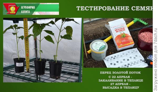 Перец Золотой Поток F1. III этап - высадка в теплицу