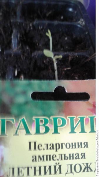 Пеларгония. Новые сорта