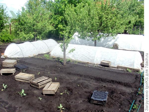 Моё тестирование. Парники «Удачный сезон», «Подснежник» и «Удачный урожай» - общая картина на начало лета