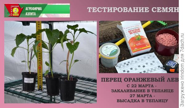 Перец Оранжевый Лев F1. III этап - высадка в теплицу