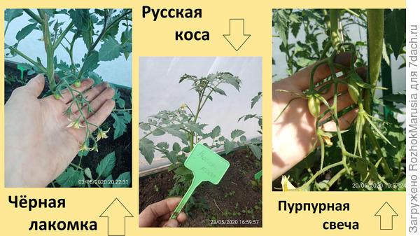 Чёрный, красный, золотой - всех попробуем гурьбой! Мы уже продегустировали свои томаты от "Аэлиты"!