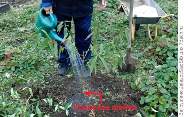 Как поливать плодовые деревья - на примере саженца персика