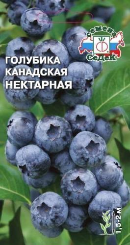 "Что-то пошло не так", или "Мой неудачный опыт выращивания голубики из семян"