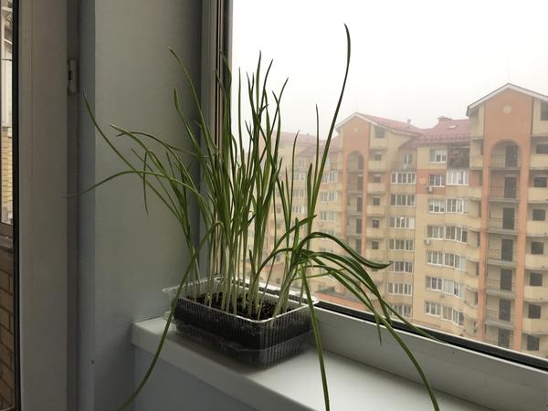 Пророс чеснок - не беда. Из него получится отличная зелень!