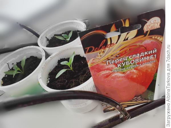 Хроники сладких перцев. Перчики переезжают: прощай, тесная коммуналка, и привет, отдельная квартира