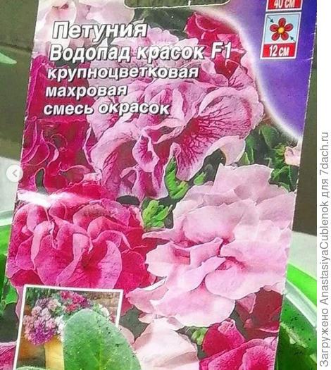 Петуния 'Водопад Красок' F1: описание сорта, выращивание из семян и уход, фотографии