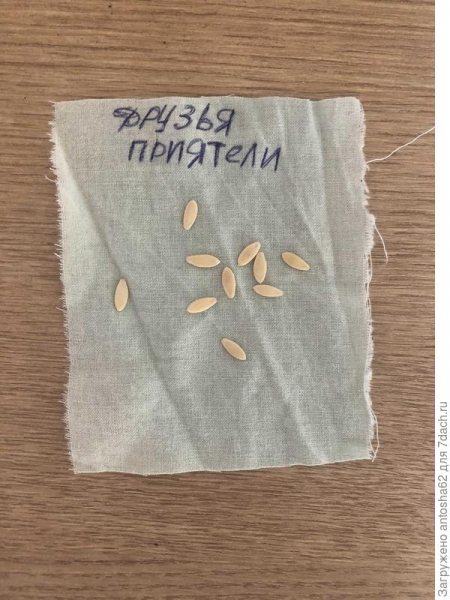 Огурец 'Друзья-приятели' - начало!
