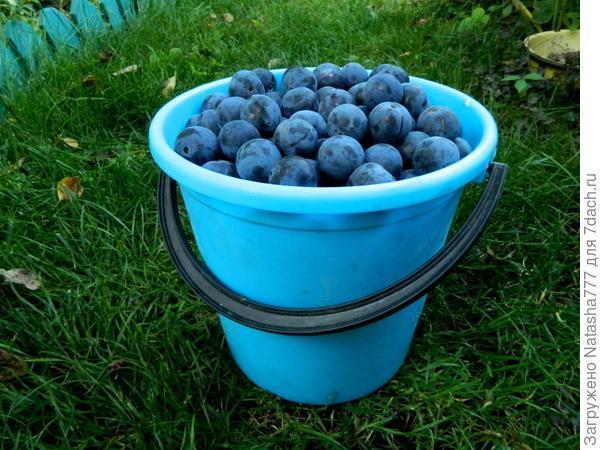 Мой маленький сад: урожай ягод и фруктов