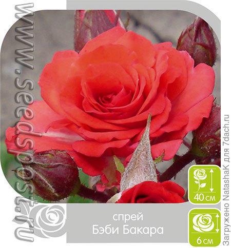 Розы Спрей. Сорта