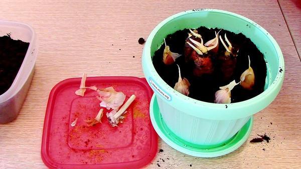 Огород на подоконнике: выращиваем лук, чеснок и морковь на зелень. Видео