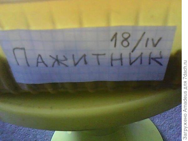 Пажитник голубой. Тест на всхожесть. Посев