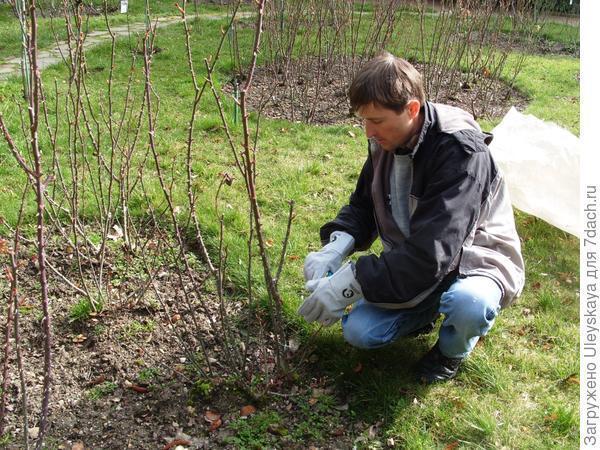 Чайно-гибридные розы – примадонны розового царства