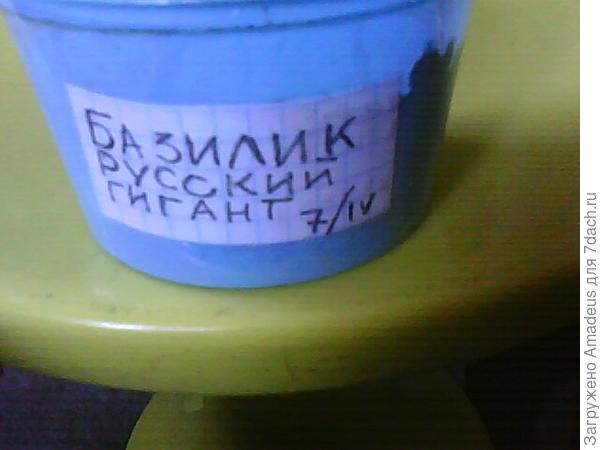 Базилик Русский гигант. Тест на всхожесть (продолжение)