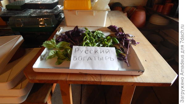 Базилик Русский богатырь. Сбор урожая