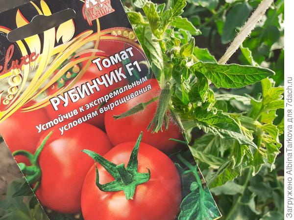 Подвожу итоги июня: томаты 'Падишах', 'Рубинчик' и 'Быстренок' показали себя с хорошей стороны