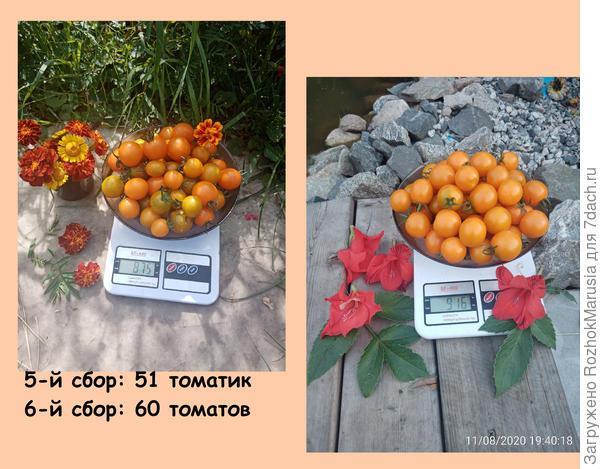 Чёрный, красный, золотой - всех попробуем гурьбой! Мы уже продегустировали свои томаты от "Аэлиты"!