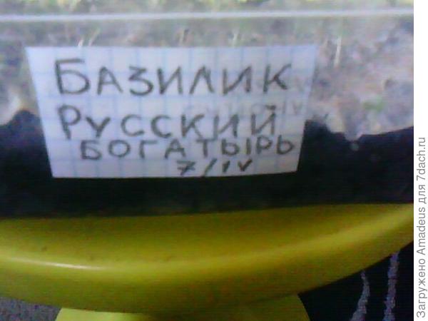 Базилик Русский богатырь. Тест на всхожесть (продолжение)