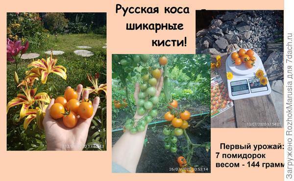 Чёрный, красный, золотой - всех попробуем гурьбой! Мы уже продегустировали свои томаты от "Аэлиты"!