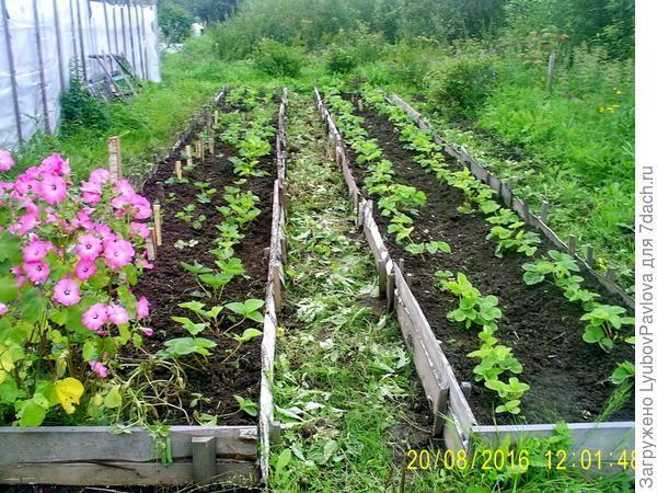 Сладкие ягодки в моём саду