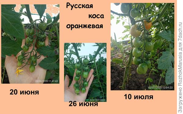 Чёрный, красный, золотой - всех попробуем гурьбой! Мы уже продегустировали свои томаты от "Аэлиты"!