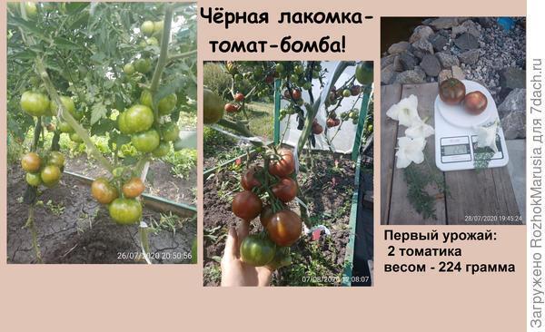 Чёрный, красный, золотой - всех попробуем гурьбой! Мы уже продегустировали свои томаты от "Аэлиты"!