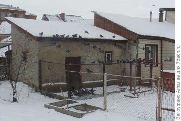 Чем заняться огороднику зимой?