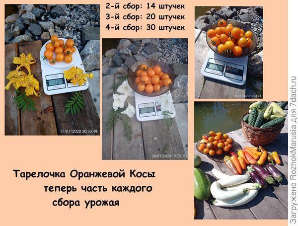 Чёрный, красный, золотой - всех попробуем гурьбой! Мы уже продегустировали свои томаты от "Аэлиты"!