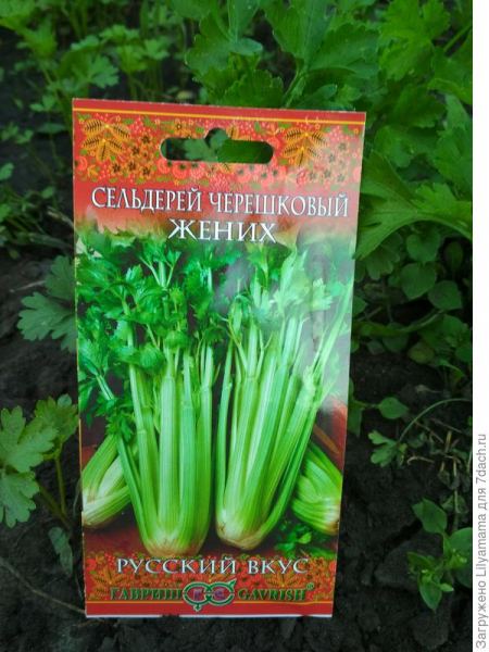 Сельдерей черешковый Жених. Рост, развитие