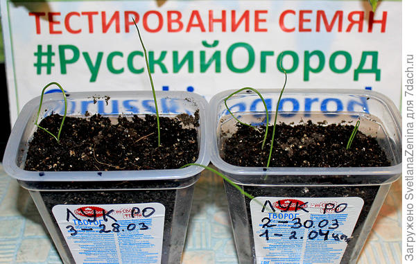 Лук репчатый 'Ялтинский красный'. Посев и всходы