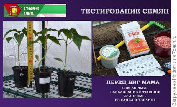 Перец Биг Мама. III этап - высадка в теплицу