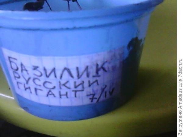 Базилик Русский гигант. Тест на всхожесть (продолжение)