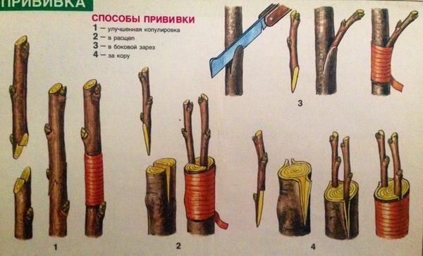 Вишня: размножение, посадка и уход