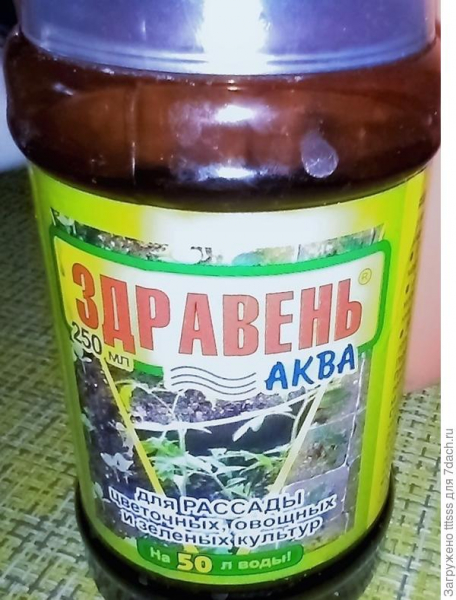 Редис Фиолетовая королева в сражении с заморозками одержал победу! И тут пришла жара...
