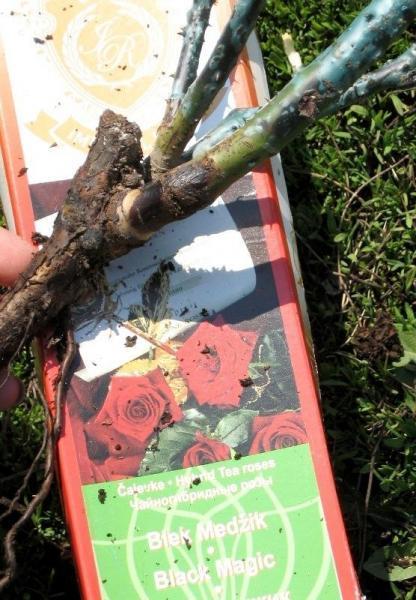 Пополнение в мой розарий. Часть вторая: саженцы из питомника "Братья Топалович"