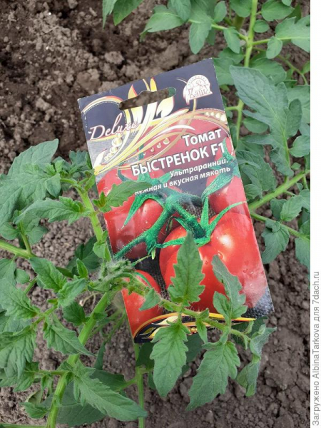 Подвожу итоги июня: томаты 'Падишах', 'Рубинчик' и 'Быстренок' показали себя с хорошей стороны